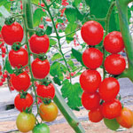 汕頭市遠(yuǎn)盛餐飲為您推薦：蔬菜配送、蔬菜承包