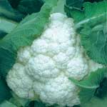 酷暑天逼高菜價　山東臨沂菠菜價格翻了番